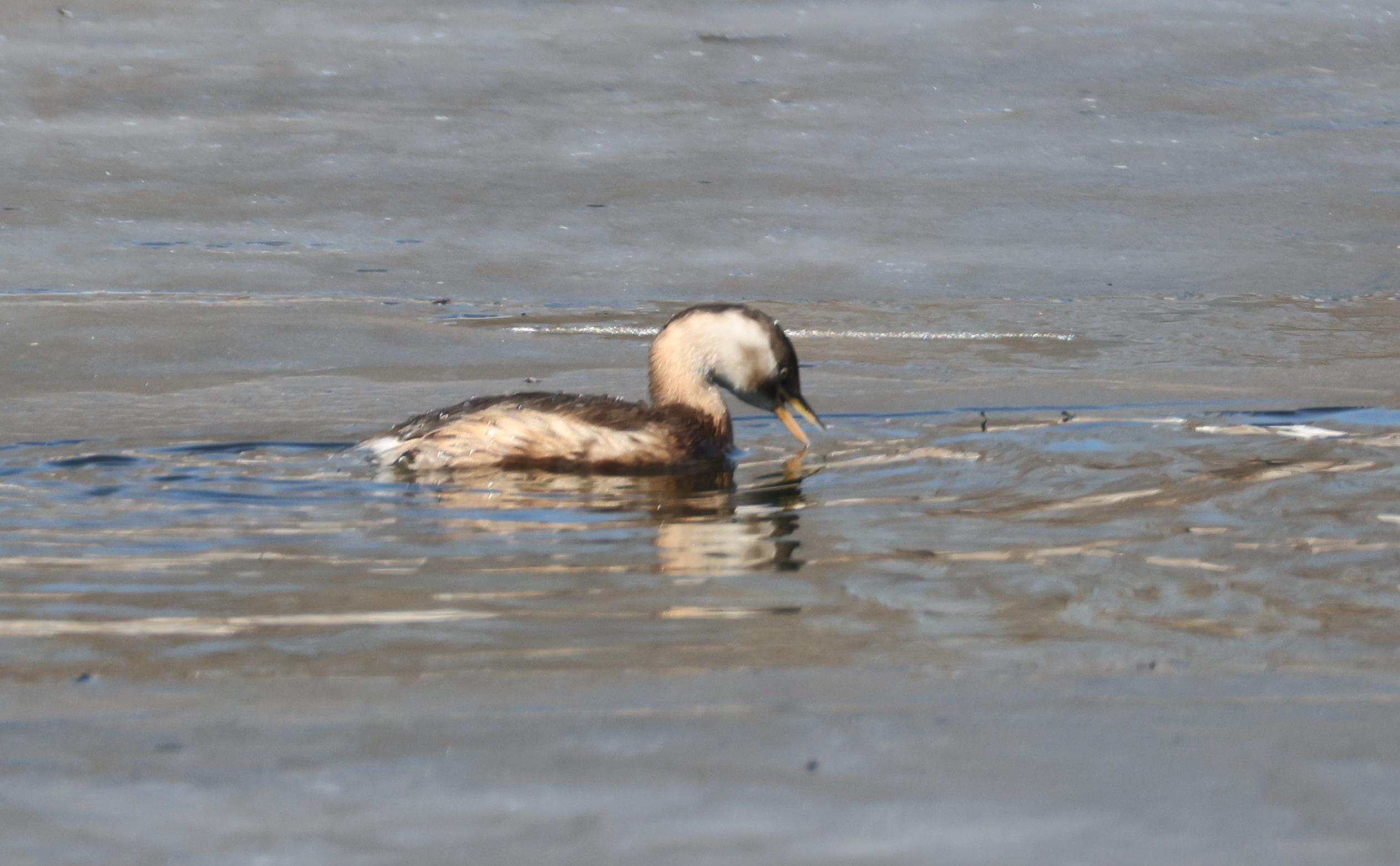 开云-6?WyH秲嚬@^秂/?PI?V櫼婜苠鸟的简单介绍